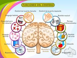 Funciones del Cerebro