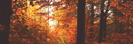 Image result for tumblr fall header