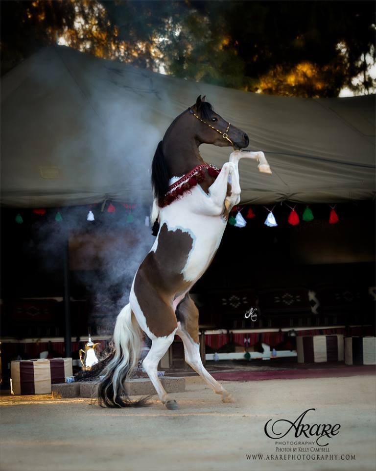AIDE : Photos de chevaux Tumblr_mt1sbcXbkC1rjmtnio1_1280