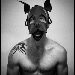 mrsleather:  Deviant Dog Snaps in the #neoprene WOOF Muzzle.