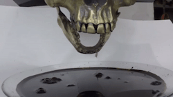 thesilencedmasses: sixpenceee:  Ferrofluid reacting to skull.   THAT’S METAL AS FUCK THOUGH 