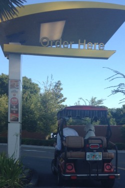 fuckingflorida:  Behold: florida man driving his pimped out golf cart with his enormous poodle in the passenger seat through the mcdonalds drive thru 