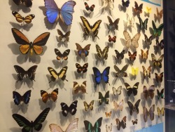 mudpaw-photography: Went to Montréal recently and found the Insectarium in the Botanic Gardens. There were walls and walls of butterflies, moths, and beetles everywhere!  @sixpenceee 