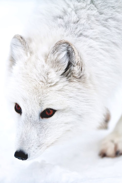 lsleofskye:  White Polar Fox 