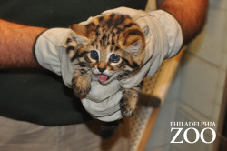 phillyzoo:  The kittens received a checkup earlier this week, which included vaccinations, reapplication of dye marks and weighing. And they managed to keep looking adorable through all of it.Their weights now range from 631 to 757 grams (from a little