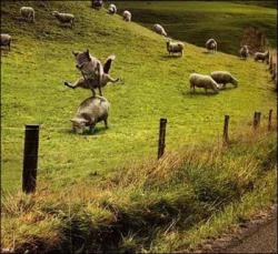 BREAKING NEWS &hellip; Playing leap-sheep, the real reason behind the chase