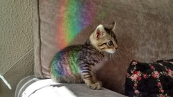 mllesarcasme:  So my baby cat found himself stuck in a rainbow today 