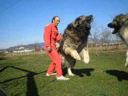 inebriatedpony:  ms-macky:  These are Caucasian Mountain Shepherds They can weigh up to 200 pounds They are used in Russian prisons They have the stopping force of a .45 caliber bullet Remind me never to get arrested in Russia.  Direwolves are real, guys.