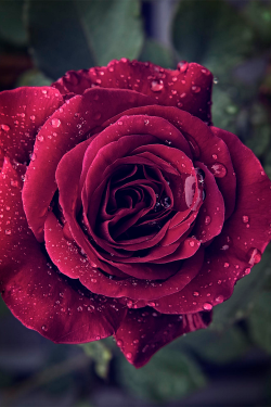 plasmatics:  Rose Drops by Mihajlo M. (Website) 