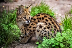 bigcatkingdom:  (via Serval (Leptailurus serval) by Jean-Claude Sch. / 500px)