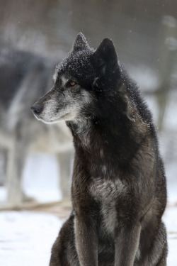 thatwanderinglonewolf:  SAS_0183 (by SSipple)