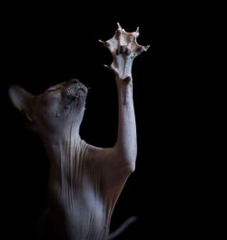 boredpanda:I Photograph Hairless Sphynx Cats To Explore Their Odd Beauty
