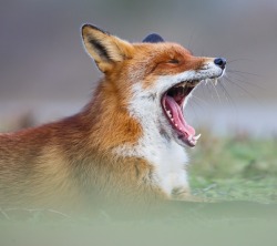 beautiful-wildlife:  Lazy Fox by Pim Leijen