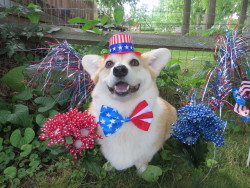 scampthecorgi:  Happy Fourth of July!
