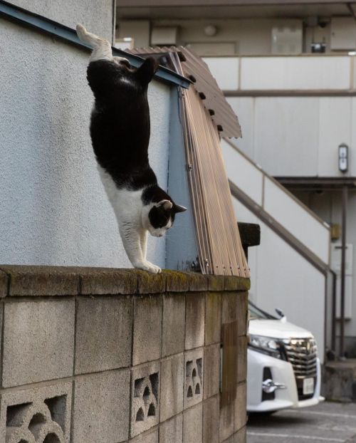 okirakuoki:  バランスよく。  #cat #ねこ #猫https://www.instagram.com/p/CZ-obzAPN_4/?utm_medium=tumblr
