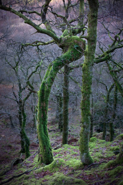 opticallyaroused:  This Enchanted Ent in Cumbria is only further proof that England is, indeed, Middle Earth.