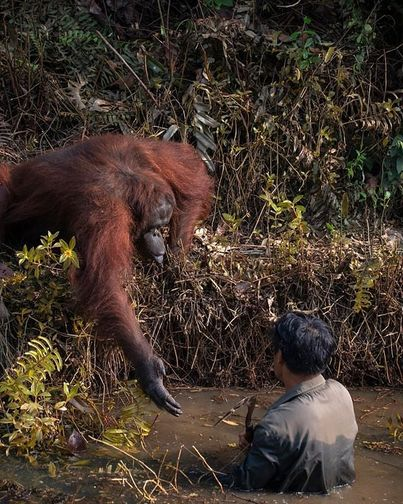 awed-frog:  Borneo: a biologist is working, looking for snakes in a pond. Orangutan thinks the man is stuck, reaches out a hand to help him climb to safety.