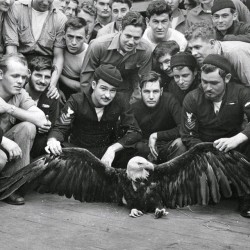 formfollowsfunctionjournal:  US Navy sailors pose with an eagle they rescued in the North Pacific. 1944. 
