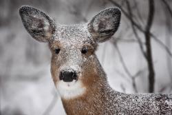 wigmund:  From Canadian Wildlife Federation Photo Of The Day; December 16, 2015:  White-tailed Deer (Odocoileus virginianus) in Kanata, Ontario Photographer: Jim Cumming  