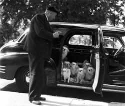 Robert Doisneau - Promenade des chiens du marquis de Cuevas, 1953.
