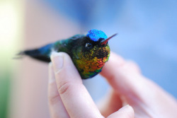 camiekahle:   macksly:  sweet-bitsy:  fairy-wren:  Fiery Throated Hummingbird (photos by Sam Bobbing)  Hummingbirds are the mermaids of the sky, what with those luminescent feather-scales  I thought this was one of the tooth fairy’s helpers but your