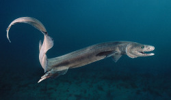 daily-deep-sea-friends: Your Deep Sea Friend of the Day: Frilled Sharks! Look at that smiley friends! Scientists once believed that the frilled shark wriggled through the water like an eel. But according to the ReefQuest Centre for Shark Research, “its
