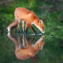 Alter ego (Red Fox)