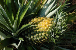 biodiverseed: If a pineapple inflorescence is exposed to excessive heat or excessive sunlight, the crown on the resulting fruit will sometimes mutate into multiples. This mutation is much more common in pineapple-growing regions in Australia or Côte