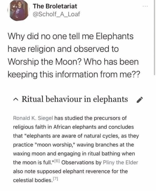 witchesversuspatriarchy:  I love elephants…