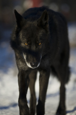 Mesmerize me (Black Timber Wolf)
