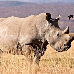 Did you know that there are five different species of Rhino in the world? Most people know of just two; the Black Rhino, and the White Rhino. But there is also the Indian Rhino, Javan Rhino, and the Sumatran Rhino.  See if you can tell which species is