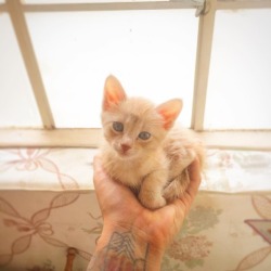 #kitten #sotiny #newpet #animallover #catlover #babyanimal  https://www.instagram.com/p/BpiHM-rFQa1/?utm_source=ig_tumblr_share&amp;igshid=1qrmbzueuq6wl