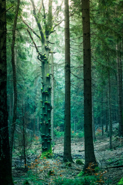 ata-raxie:  Mysthischer Wald by phil_theone 