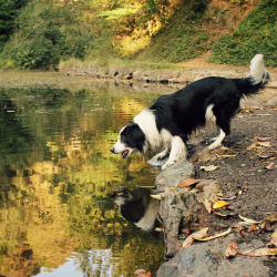 megpricephotography:  Lakeside Woofin’ Barney having fun at Earnslaw Lake on the Malvern Hills. Before he jumps in for a swim, the silly dog usually likes to psych himself up first, by running up &amp; down the bank &amp; barking (a LOT)… 