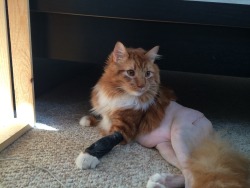 darksideoftheshroom:  brokendildo:  my friends cat had surgery and now he has no pants   nooooo  baby:(
