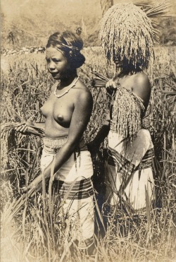 Two Cordillera girls harvesting rice.   Via Eduardo de Leon.  