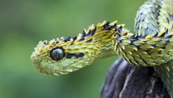 elaina-von:  thepredatorblog:  citizen-naught:  Atheris hispida also known as the Hairy Bush Viper, or Rough-scaled Tree Viper. If you don’t think these guys are cute, you’re wrong  it’s clearly a dragon  Dragon 