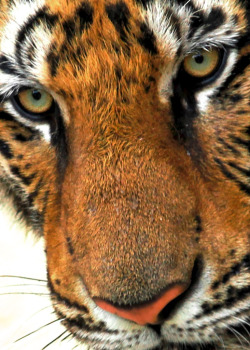 brutalgeneration:  Tiger eyes (by @Doug88888) 