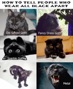thiccntired: meripihka7:  blanchesoul:  mszombi:  Gothic Lolita:  K    Person not really involved in goth subcultures but who just likes black:     Tell me which goth i am :v 