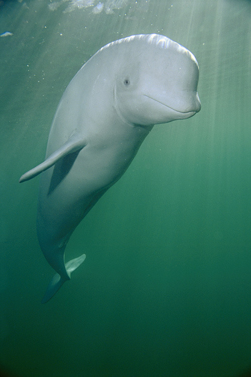 Big beautiful beluga