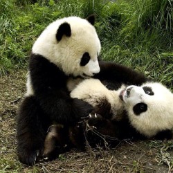Tickle tickle! #panda #cute #instagood #likeforlike #pandabear #asians #likes #funny #pandas #pandaexpress #instapandacool #bestoftheday follow for more awesome posts  Bonafidepanda.com