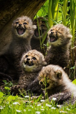 Oh man, yer hilarious! (Cheetah cubs)