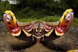 World’s Largest Moth Photographer, Sandesh Kadur, captured this image of the world’s largest moth in North-East India. The Atlas moth is named after the intricate, colourful map-like patterns on their wings. With a one foot wingspan, I don’t