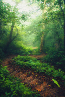 travelgurus:  Beautiful Forest Path from Yilan , Taiwan by   Hanson Mao     Travel Gurus - Follow for more Nature Photographies!    