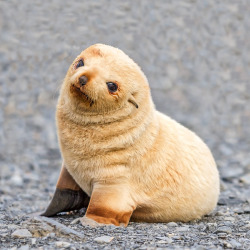 littlehappinesss: He’s a toasted marshmallow