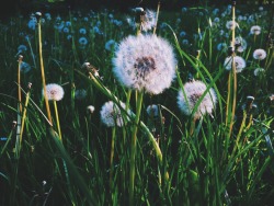 dpcphotography:  Sunshine and Dandelions