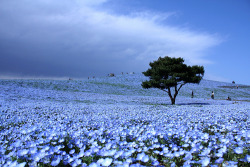 odditiesoflife:  Dreams in Blue Each year these blossoming blue fields attract thousands of tourists. Hitachi Park is located in the Ibaraki Prefecture on Honsyu in Japan. Its a beautiful spectacle during the flowering of the nemophila. Nemophilas are