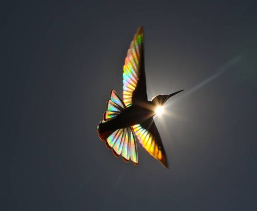 littlepawz:  Natural phenomenon of diffraction of light transforms black hummingbird’s wings into tiny rainbows ~photo credit: Christian Spencer~ 