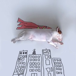 tr0llop:  mymodernmet:  What do you get when you put together an illustrator, his Bull Terrier, and some white walls? An imaginative series of portraits starring the adorable pup, of course! Rafael Mantesso uses Instagram (@rafaelmantesso) to document