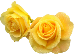 transparent-flowers:  Yellow roses. (x). 
